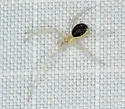 Theridion californicum - photo 3