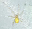 Theridion californicum - photo 4