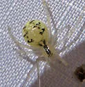 Theridion californicum - photo 5