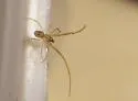 Theridion cheimatos
