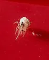 Theridion cheimatos - photo 2