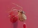 Theridion cheimatos - photo 3