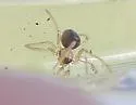 Theridion cheimatos - photo 4