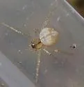 Theridion cheimatos - photo 5