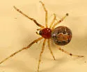 Theridion differens - Theridion differens