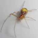 Theridion differens - photo 2
