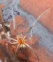 Theridion differens - photo 3
