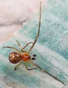Theridion differens - photo 4