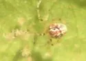 Theridion dilutum