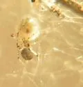 Theridion dilutum - photo 2
