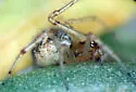 Theridion dilutum - photo 3
