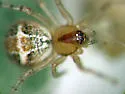 Theridion dilutum - photo 4