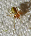 Theridion dilutum - photo 5