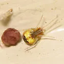 Theridion flavonotatum