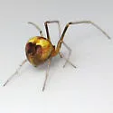 Theridion flavonotatum - photo 2