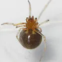 Theridion flavonotatum - photo 3