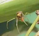 Theridion flavonotatum - photo 4