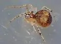 Theridion flavonotatum - photo 5