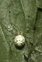 Theridion frondeum