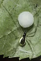 Theridion frondeum - photo 2