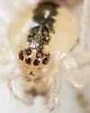 Theridion frondeum - photo 3