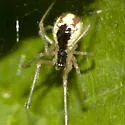 Theridion frondeum - photo 4