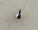 Theridion frondeum - photo 5