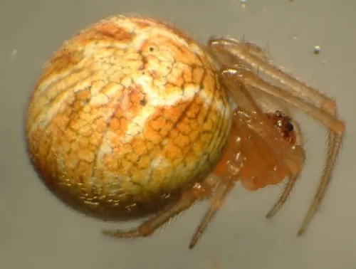 Theridion glaucescens