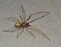 Theridion goodnightorum - photo 2