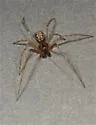 Theridion goodnightorum - photo 3