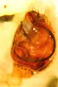 Theridion goodnightorum - photo 4