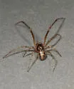 Theridion goodnightorum - photo 5