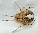 Theridion hemerobium