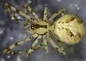 Theridion hemerobium - photo 2