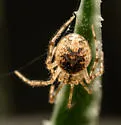 Theridion hemerobium - photo 3