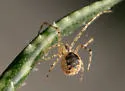 Theridion hemerobium - photo 4