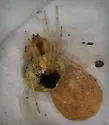 Theridion kawea - Theridion kawea