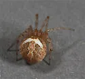 Theridion kawea - photo 2