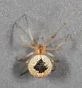Theridion kawea - photo 3