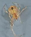 Theridion kawea - photo 4