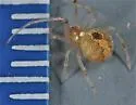 Theridion kawea - photo 5