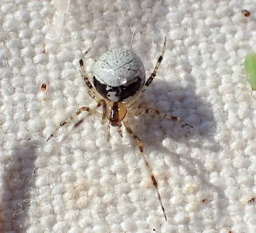 Theridion lawrencei