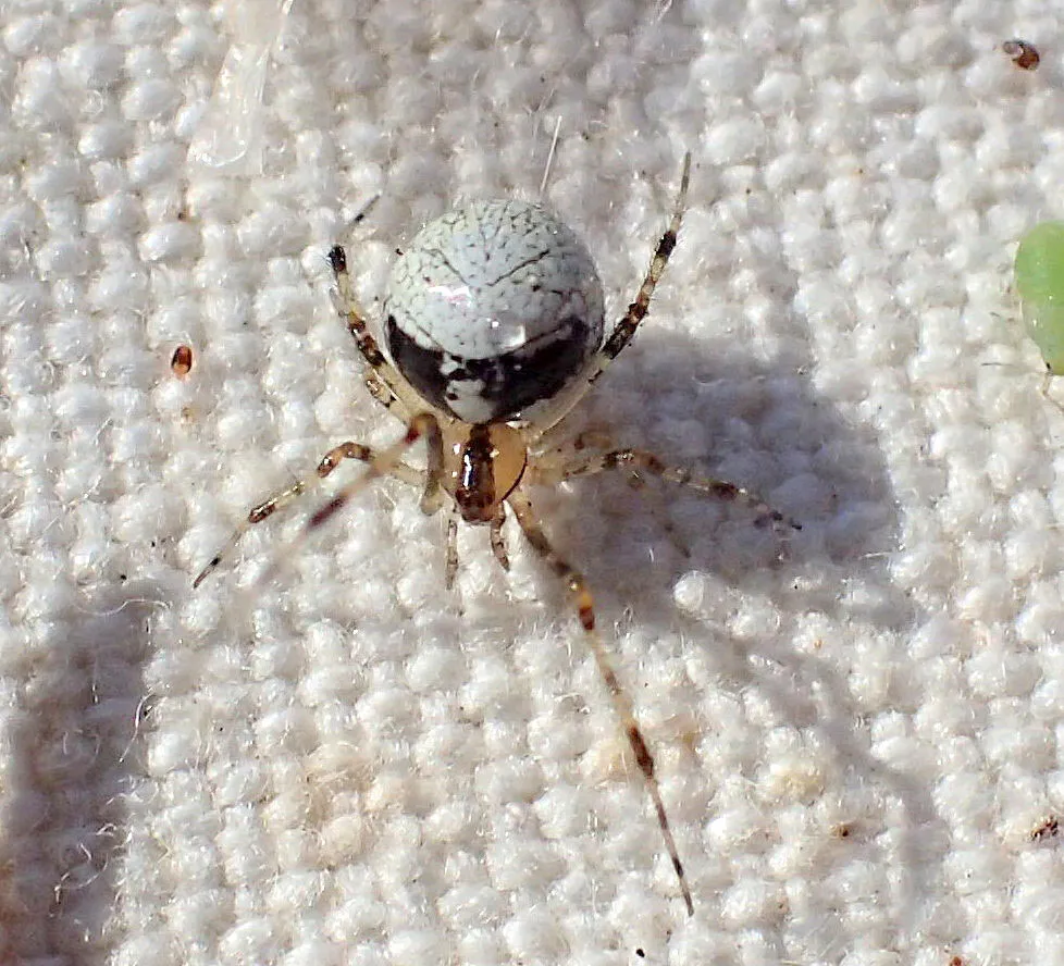 Theridion lawrencei - photo 2