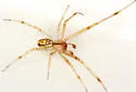 Theridion leechi - photo 2