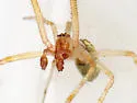Theridion leechi - photo 3