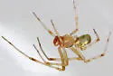 Theridion leechi - photo 4
