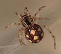 Theridion llano - Theridion llano