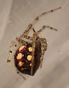 Theridion llano - photo 2