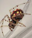 Theridion llano - photo 3