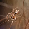 Theridion llano - photo 4